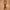 Guy Laroche Minimalist Casual Belt Pria Brown