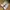 New Balance Streetwear Sportswear Sneakers Wanita khaki cream photo 3
