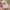 Guess Vintage Y2K Hat Pria gray photo 2
