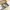 Fairy Coquette Heels Wanita gold cream photo 3