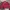 Tommy Hilfiger Streetwear Sportswear Windbreaker Pria burgundy red photo 2