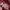 Tommy Hilfiger Streetwear Sportswear Windbreaker Pria burgundy red photo 8