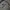 Burberry Luxury Harrington jacket Pria cream tan photo 5