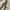 Eddie Bauer Vintage Parka Pria tan photo 7