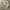Eddie Bauer Vintage Parka Pria tan photo 6