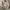 Eddie Bauer Vintage Parka Pria tan photo 1