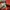 Sportswear Windbreaker Pria red photo 7