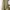 Dickies Streetwear Skater Formal pants Pria khaki cream photo 1