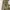 Dickies Streetwear Skater Formal pants Pria khaki cream photo 2