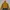 Descente Sportswear Windbreaker Wanita Yellow