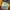 Descente Sportswear Windbreaker Wanita yellow photo 4
