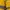 Descente Sportswear Windbreaker Wanita yellow photo 8