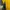 Descente Sportswear Windbreaker Wanita yellow photo 7