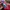 Starter Streetwear Sportswear Varsity jacket Pria multicolor photo 5
