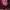 Coach Casual Shoulder bag Wanita burgundy photo 6