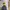 Sportswear Windbreaker Pria gray photo 1