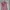 Places + Faces Vintage Luxury Vest Kids pink photo 2