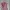 Places + Faces Vintage Luxury Vest Kids Pink