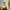Sportswear Windbreaker Pria yellow navy photo 1