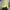 Sportswear Windbreaker Pria yellow navy photo 3