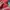 Undefeated Streetwear Sportswear Varsity jacket Pria multicolor photo 6