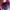 New Balance Sportswear Sneakers Pria purple photo 5
