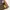 Jeep Vintage Streetwear Parka Pria cream photo 5