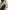 Frank Stone Streetwear Casual Denim jacket Pria cream photo 7