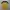Nike Sportswear Jersey Pria yellow black photo 2