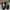 VANS Gorpcore Sneakers Pria black photo 5