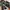 VANS Gorpcore Sneakers Pria black photo 6