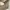 Patagonia Sportswear Casual Short Pria tan photo 6