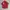 Ocean Pacific Streetwear Y2K T-shirt Pria red photo 1