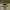 Adidas Sportswear Sneakers Pria Yellow