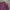 Club Monaco Streetwear Luxury Harrington jacket Pria burgundy photo 3