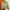 Polo Ralph Lauren Vintage Casual Harrington jacket Pria khaki photo 3