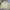 Polo Ralph Lauren Vintage Casual Harrington Jacket Pria Khaki