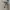 Guess Casual Harrington jacket Pria khaki photo 6