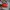 Crumpler Vintage Casual Bag Pria black red photo 1