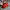 Crumpler Vintage Casual Bag Pria black red photo 5