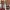 VANS Streetwear Casual Sneakers Pria burgundy photo 6