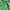 Adidas Streetwear Sportswear Hoody Pria green photo 2