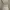Coquette Corset Wanita white cream photo 4
