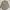 Burberry Vintage Luxury Casual Shirt Pria Khaki