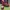 Adidas Luxury Casual Sneakers Pria red photo 4