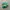 Adidas Casual Sneakers Pria Green