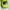 Futurist Pria Green