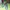Adidas Luxury Casual Sneakers Pria green photo 1