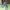Adidas Luxury Casual Sneakers Pria Green
