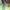 Adidas Luxury Casual Sneakers Pria green photo 4